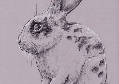 bunny for mike